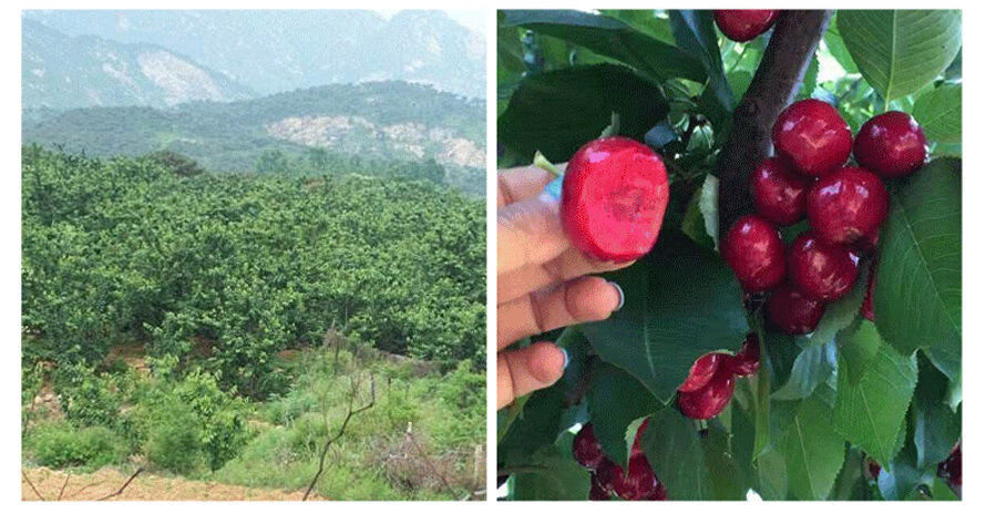 车厘子果苗多少钱一颗图片
