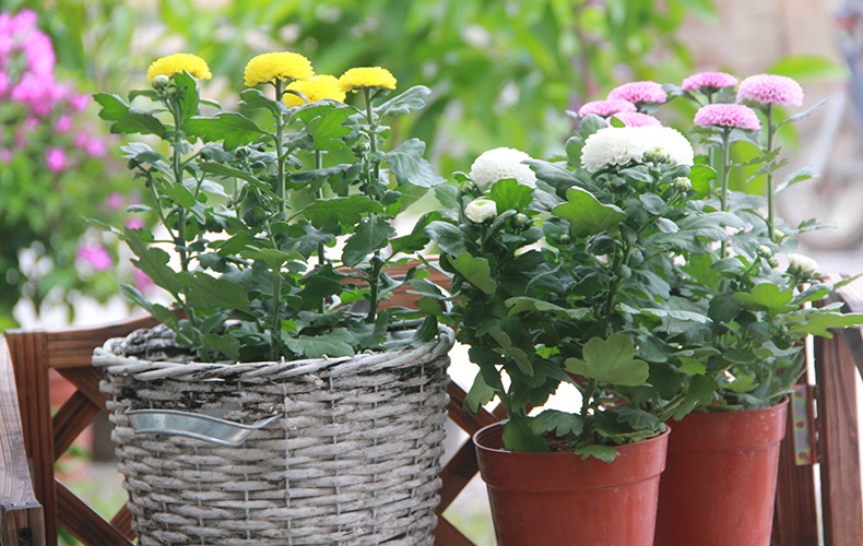 懒人菊花盆栽鲜花盆栽花卉绿植四季菊花束小雏菊乒乓球菊盆栽混色含盆