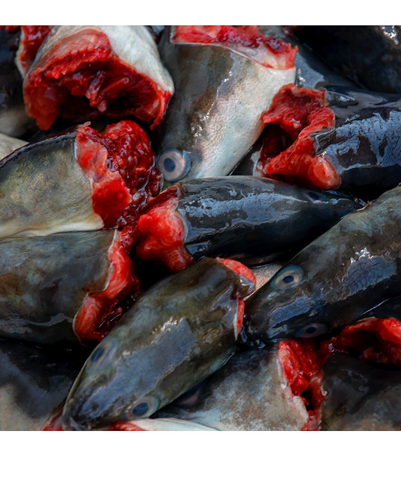 福建海鱼海鲜新鲜鳗鱼头乌耳鳗鲜活黑鳗鱼头潮汕特产白鳝头河鳗头 1斤