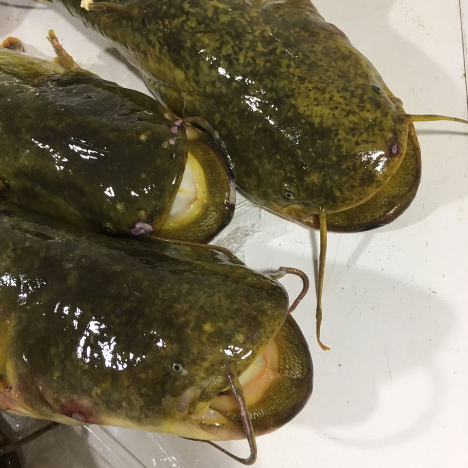 lism正宗东北松花江鲜活大鲶鱼活体真空速冻发一份4斤 7斤顺丰【图片