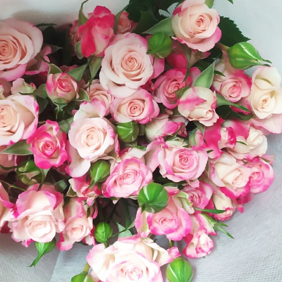 基地直发多头玫瑰鲜花蔷薇水养花泡泡办公桌客厅 随机色6送4支 不含盆