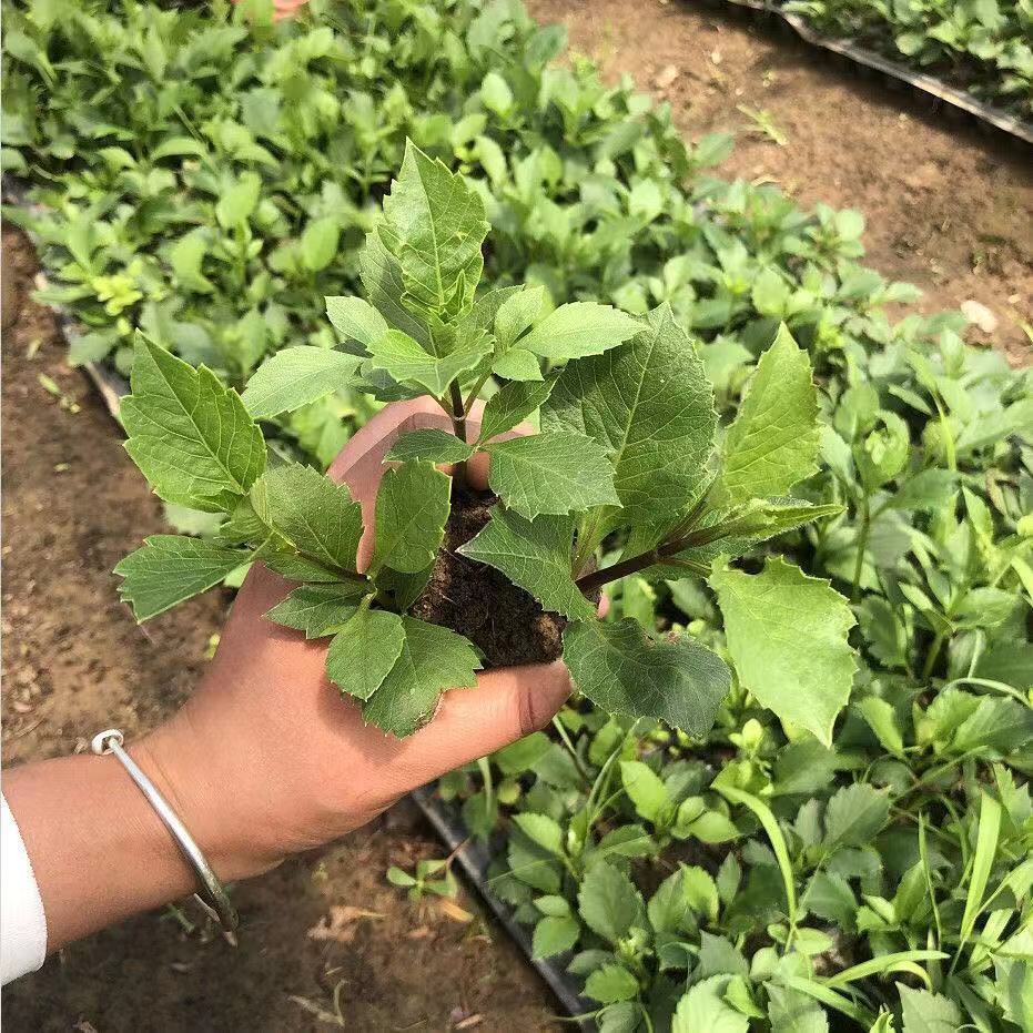 朵芮蜜大丽花花苗根地瓜花盆栽小丽花菊花室内室外花卉植物四季开花易