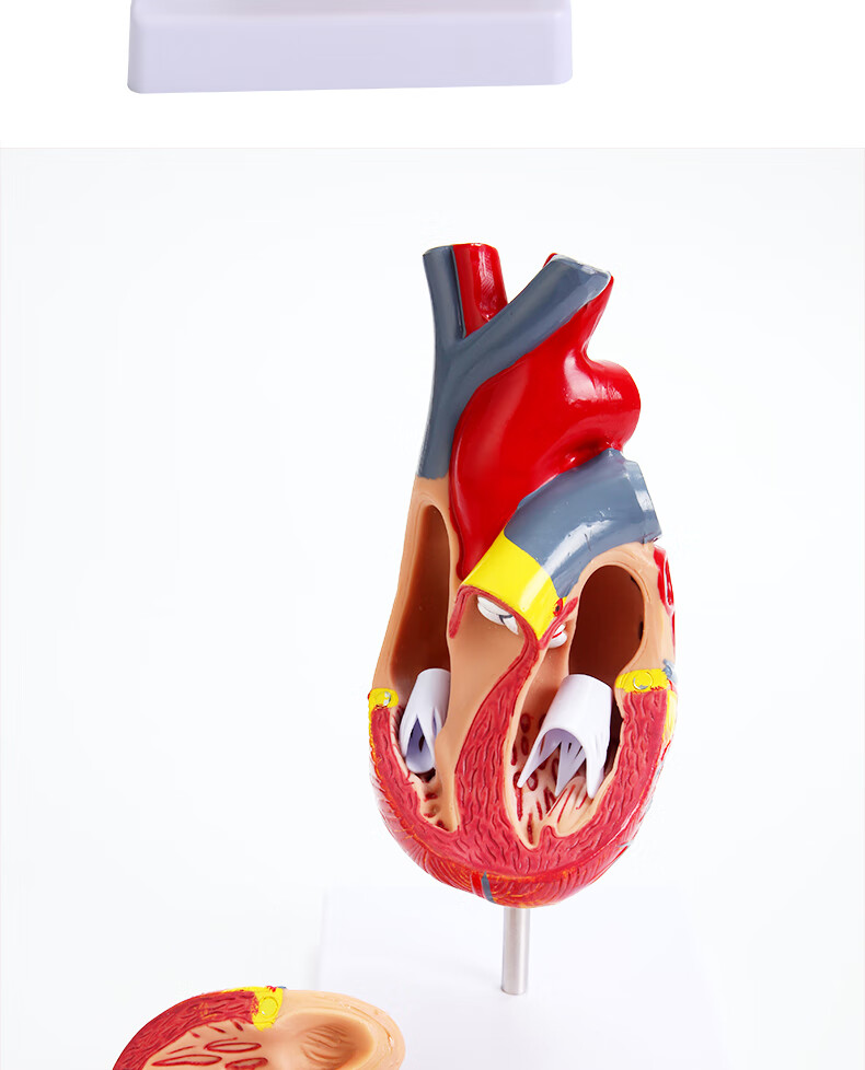 心脏模型11人体心脏解剖模型b超彩超可拆卸自然大心脏医学教学模型