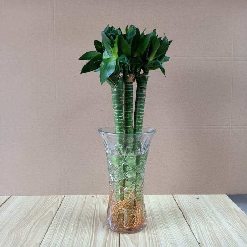 竹富贵竹盆栽植物四季常青室内水养观音竹 45公分龙竹6棵 圆口花瓶 送