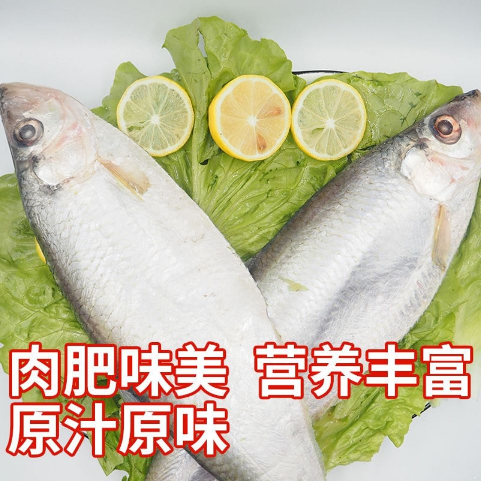 5折 白鳞鱼新鲜冷冻 白鳓鱼带箱10斤 海鱼鲙鱼力鱼曹白鱼咸鳓鱼 20条