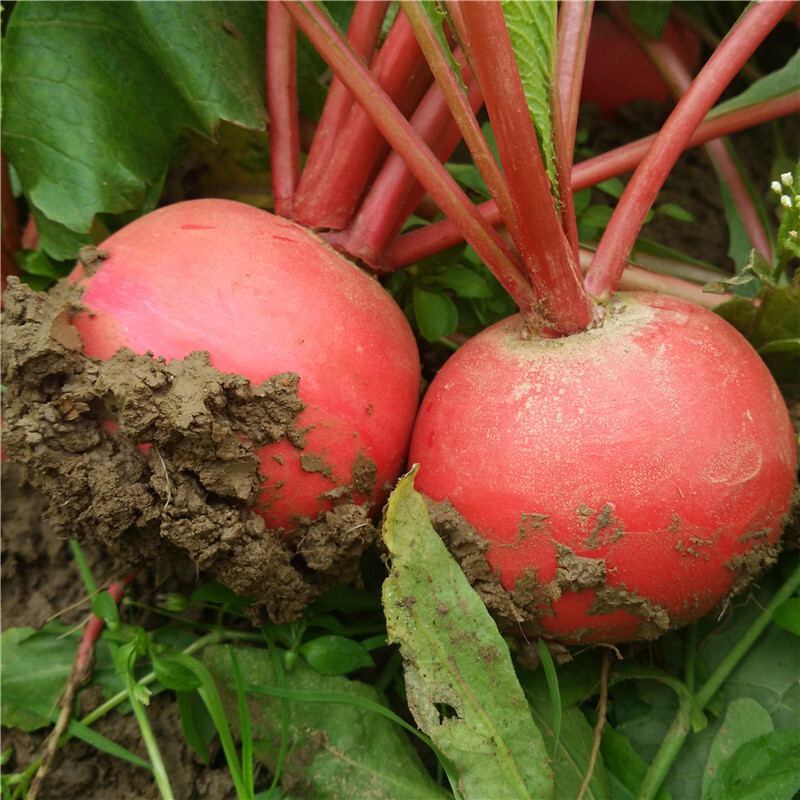 新货东北雌性红萝卜红皮白心大萝卜5斤农家现挖新鲜蔬菜