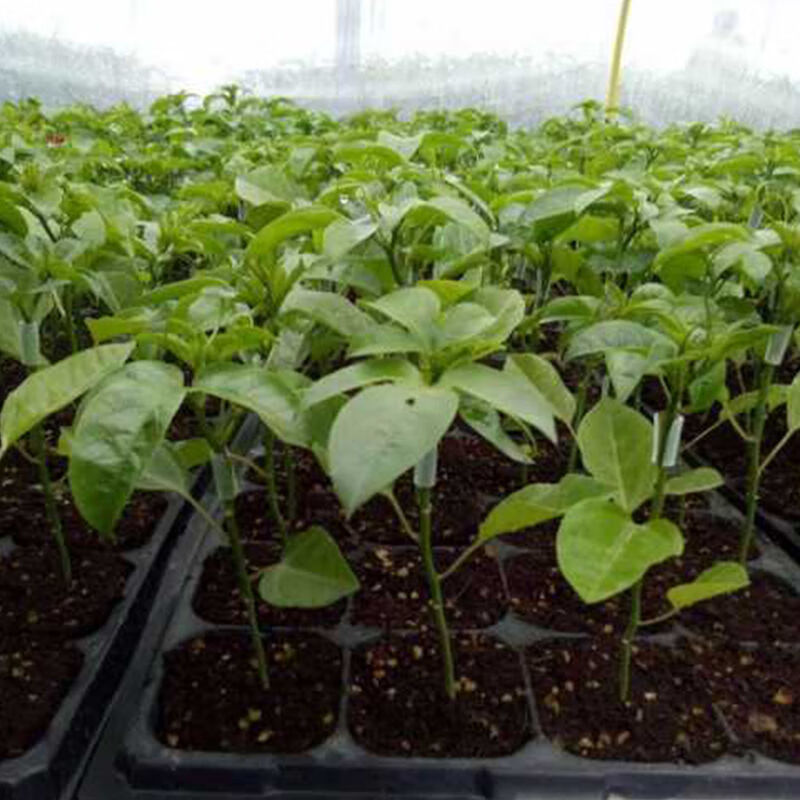 大果百香果爬藤超大百香果苗南北种植果树苗 香蜜百香果苗20-25cm高