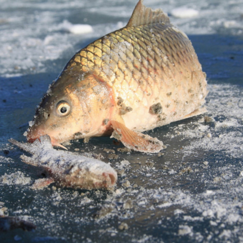 查干湖鱼鲤鱼查干湖冬捕鱼鲤鱼富硒鲤鱼礼盒装2kg