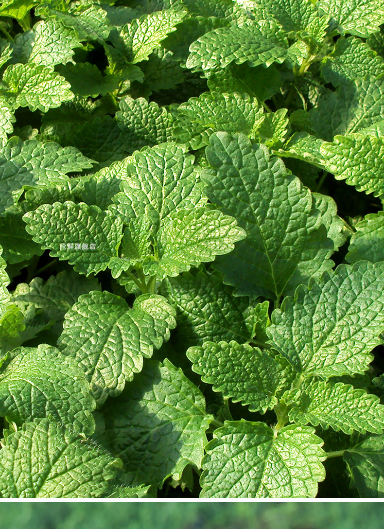 薄荷盆栽西餐香料植物迷迭香藿室内好养罗勒苗九层塔活秧苗柠檬薄荷
