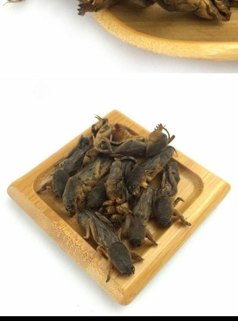6015啡晨 中药材野生蝼蛄干土狗地狗蝼蛄粉0蝼蛄蝗虫干五谷虫