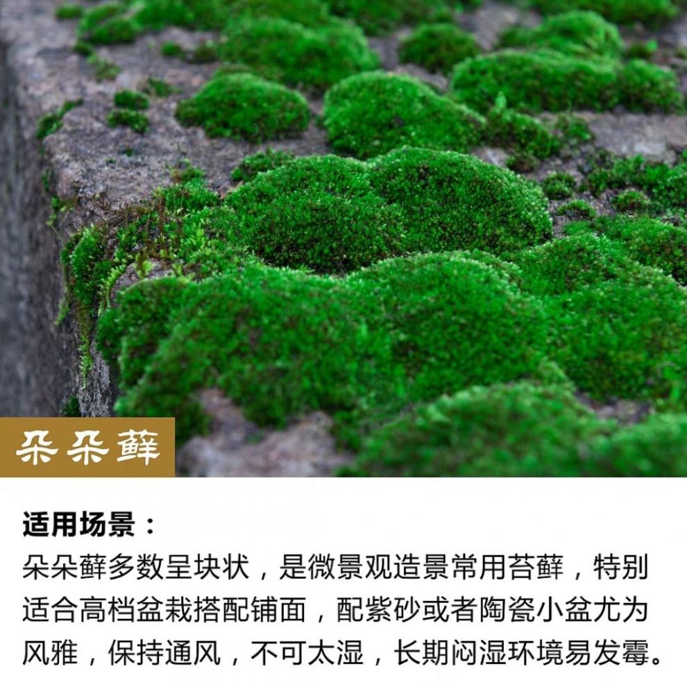 【现货直发】朵朵藓白发藓短绒藓苔藓批发鲜活苔藓青苔花卉盆栽铺面微
