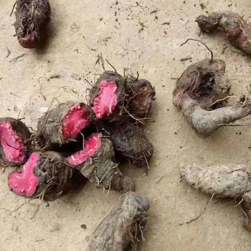 化骨莲云南药材 非种植 草血竭拳参紫参救兵粮 新货无硫 切片250克