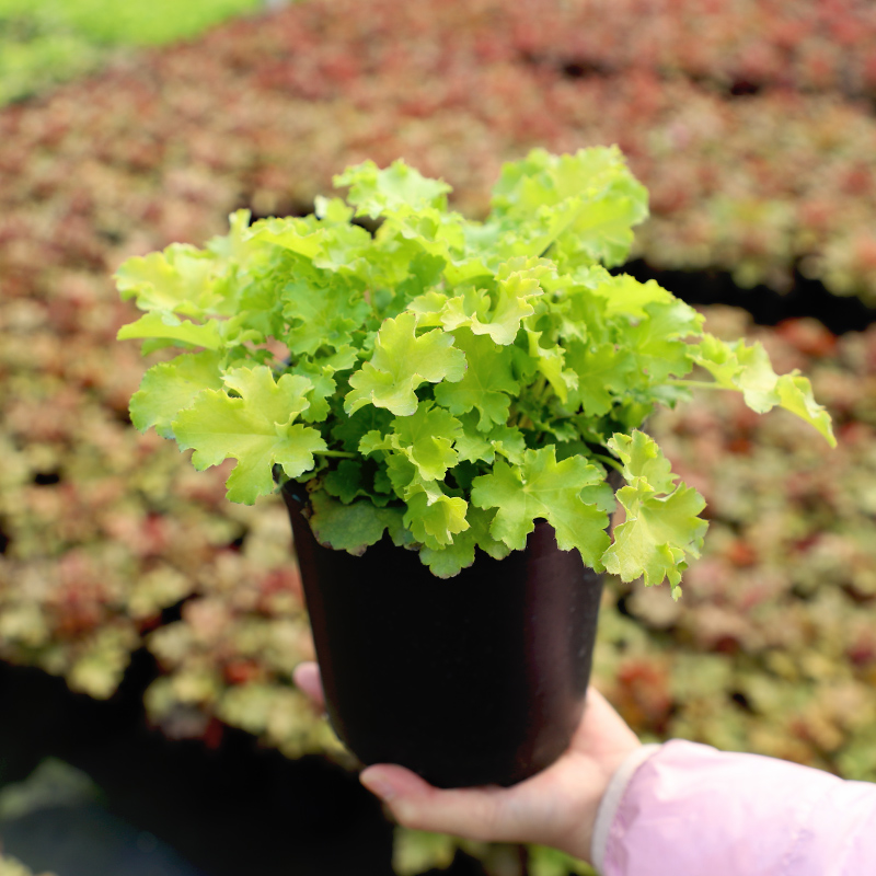 彩色矾根盆栽大苗观叶庭院花园植物阳台耐寒花卉多年生矾根花矾根红毯