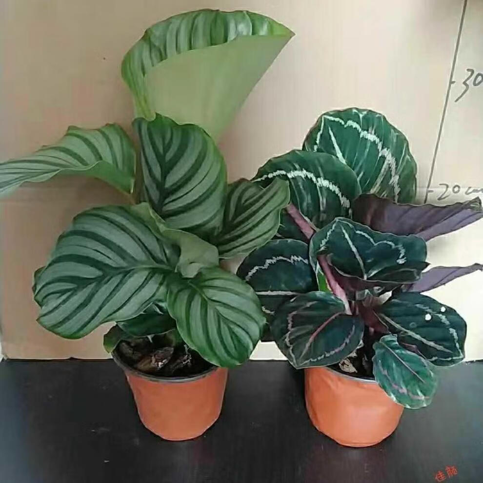 青苹果竹芋彩虹孔雀室内植物北欧客厅绿植吸甲醛净化空气观叶植物青