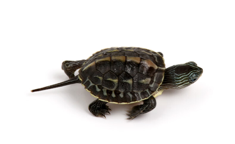 宠物乌龟花龟小型乌龟苗活体杂食性好养活物珍珠龟 8-10cm【1只】