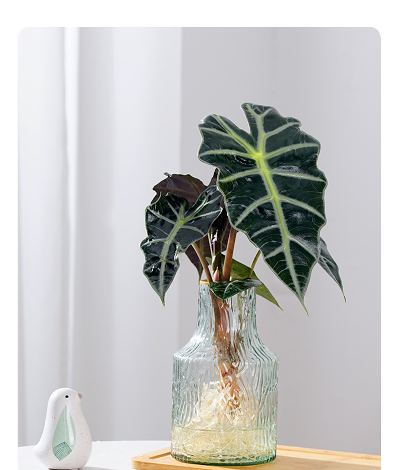 大仙女海芋观叶植物竹芋盆栽办公室绿植室内好养网红花卉非洲面具 小