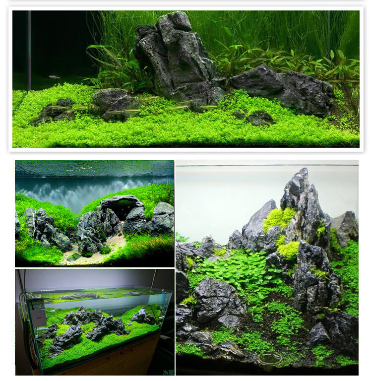 鱼缸造景装饰套餐水族箱真水草青龙石松皮水草泥沉木造景石头 10~15cm