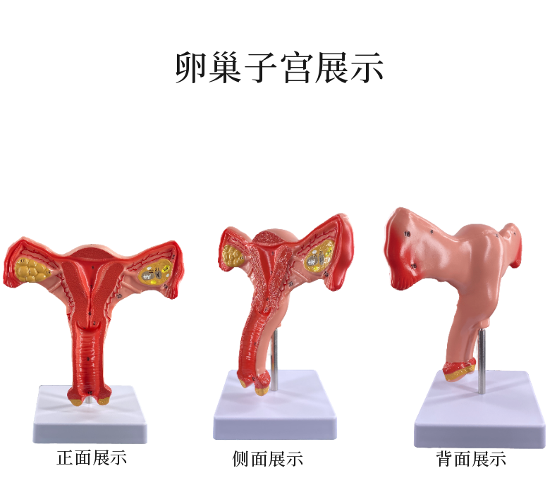 人体子宫解剖模型女性阴道生殖系统双侧卵巢子宫正常病理子宫教学