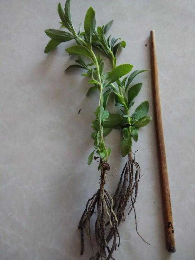 园艺甜叶菊苗甜菊叶苗 阳台盆栽甜叶菊苗 甜叶菊幼苗 甜叶菊种苗 甜叶