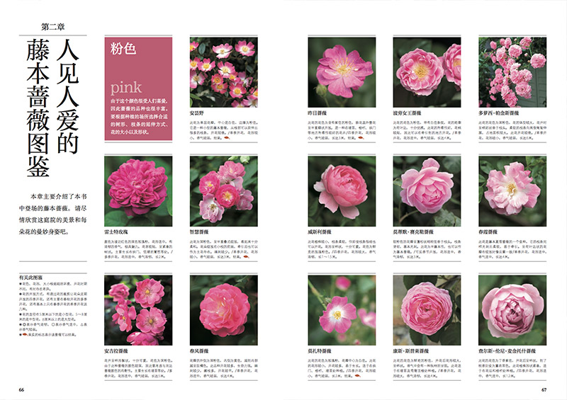 盛开的庭院加藤矢惠的园艺技法22例园艺新手实用指南12个月花草照护搭配技巧阳台庭院景观设计 下架 摘要书评试读 京东图书