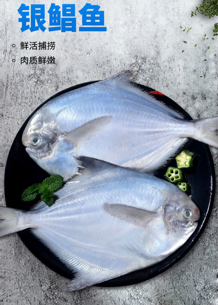 银鲳鱼新鲜冷冻白鲳鱼冷冻金昌鱼平鱼整箱海鲜水产米拉明德8斤装每斤