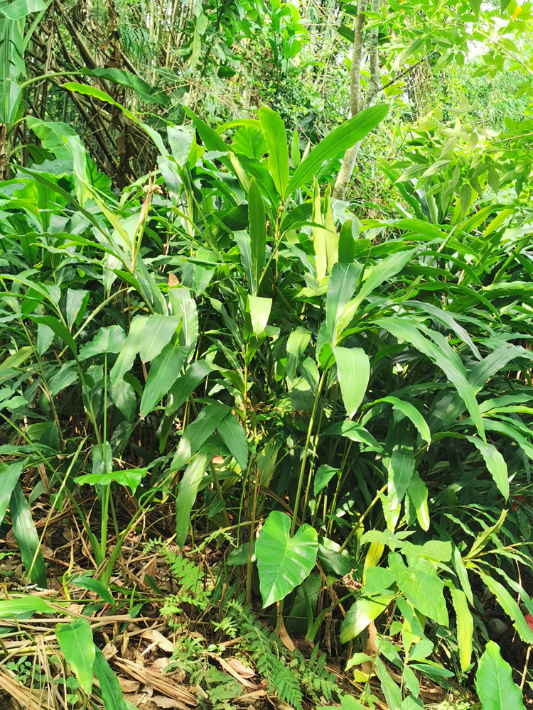 天然野生山姜头老姜湛江新鲜现挖生姜南姜猪肚鸡去腥