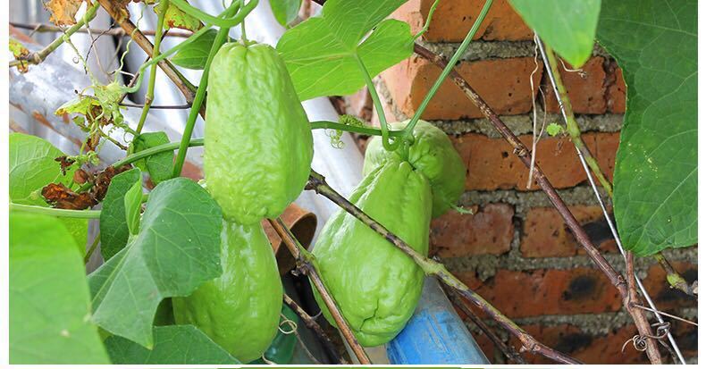 【精选s级】2020云南新鲜佛手瓜洋瓜丰收瓜南瓜蔬菜单果10克至150克