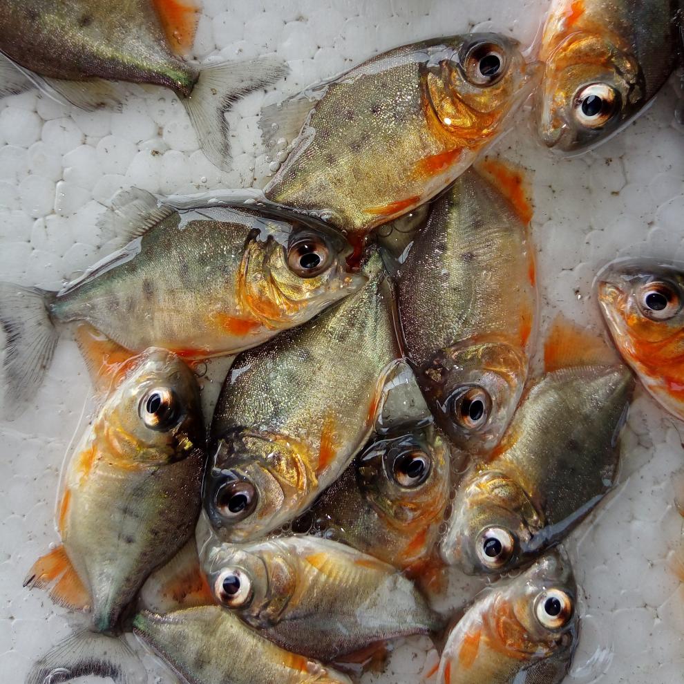 嘉瑰白鲳鱼苗红鲳鱼苗食用淡水鱼活体养殖包活易养快大优选46厘米40条