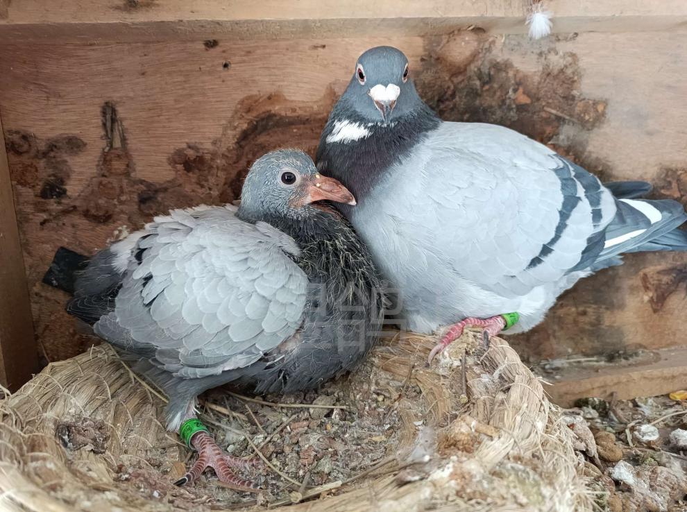 店铺推荐鸽子包活一对原配成绩观赏鸽鸽种鸽活物天落鸽鸟活体精品单只