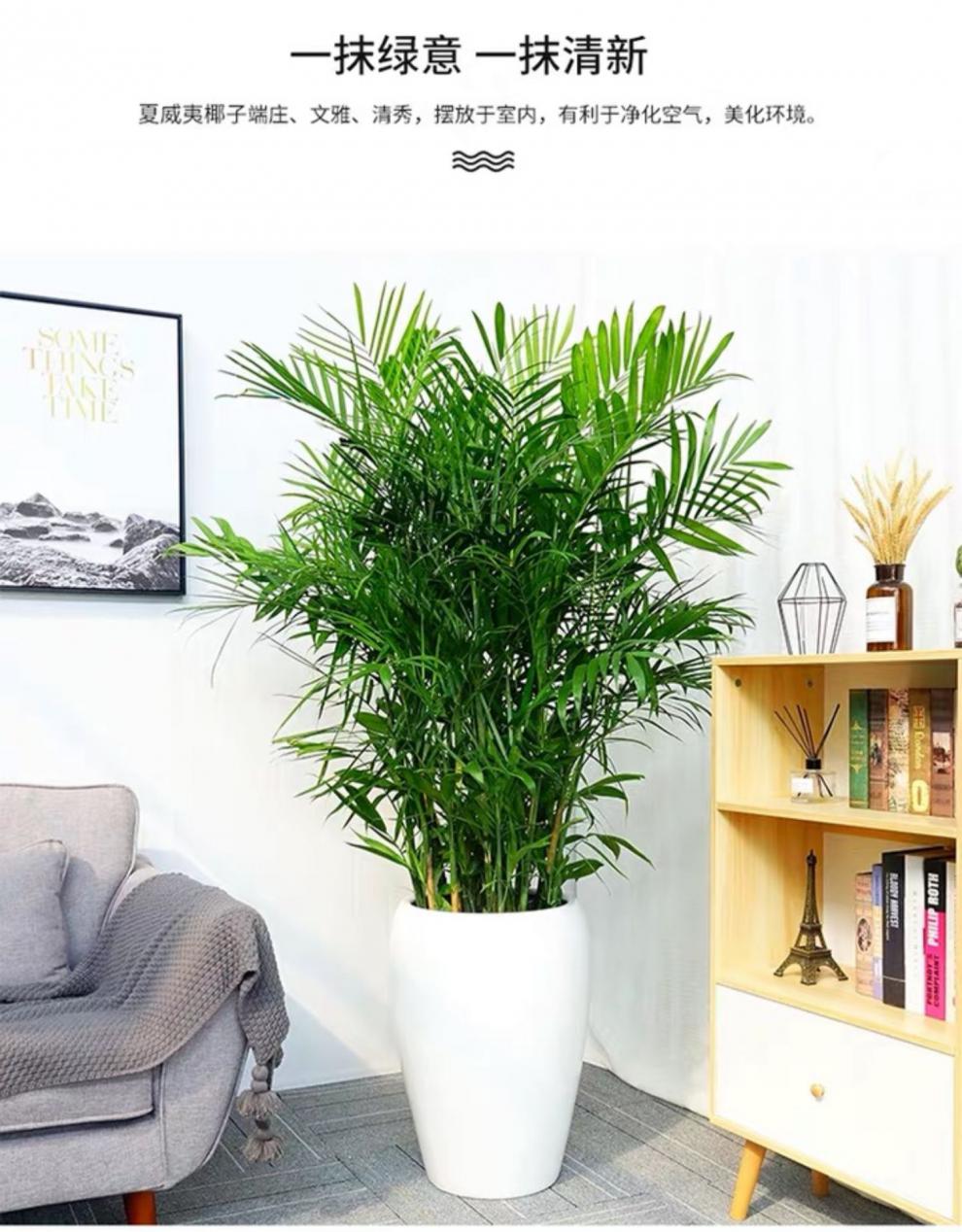 夏威夷竹子好养盆栽室内凤尾竹型植物大型绿植吸甲醛净化空气 夏威夷