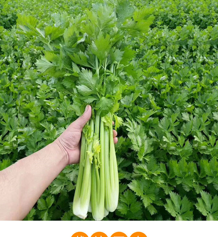 新鲜芹菜当季蔬菜农家小西芹菜嫩空芯青菜土芹芹菜批发 5斤人工精选