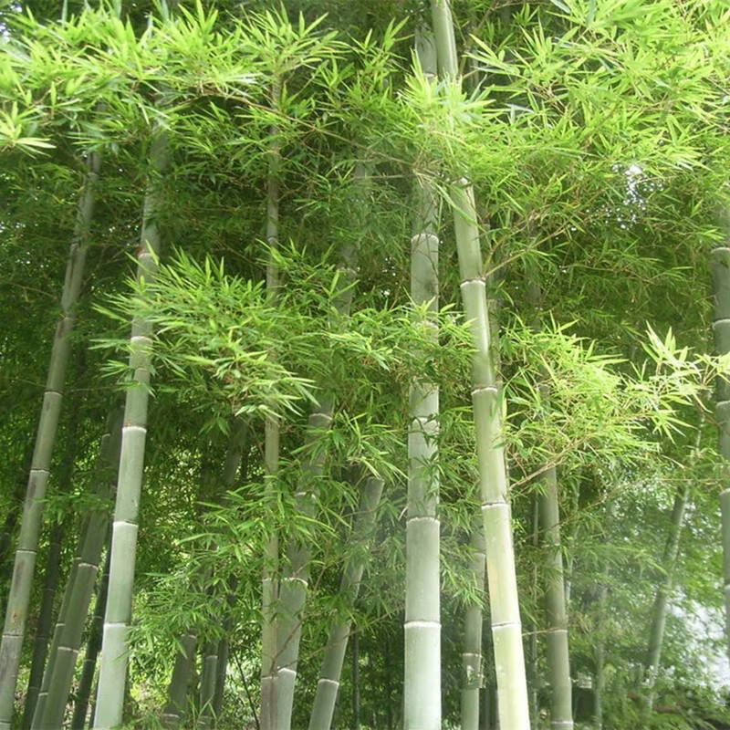 春秋季播种大毛竹种子 生长快竹子种子 江南竹 茅竹 楠竹种子 半斤