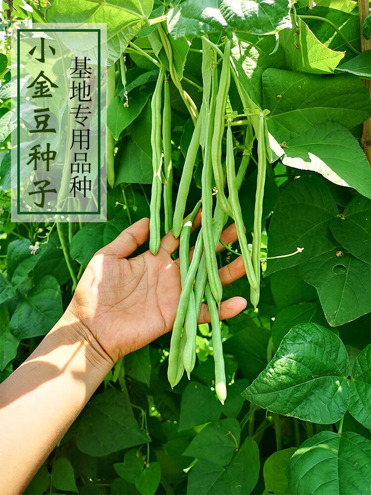 小金豆种子四季豆种籽豆角芸豆农家春夏秋冬季四季蔬菜子孑宁芸小金豆