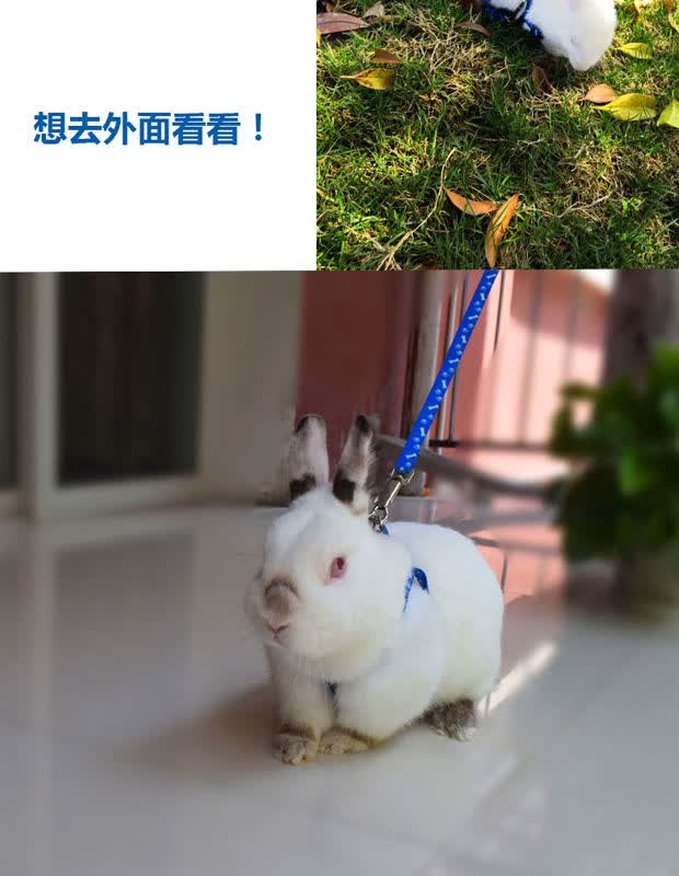 兔子牵引绳子伸缩溜兔绳带链子牵兔绳兔兔垂耳兔龙猫小宠物用品中号