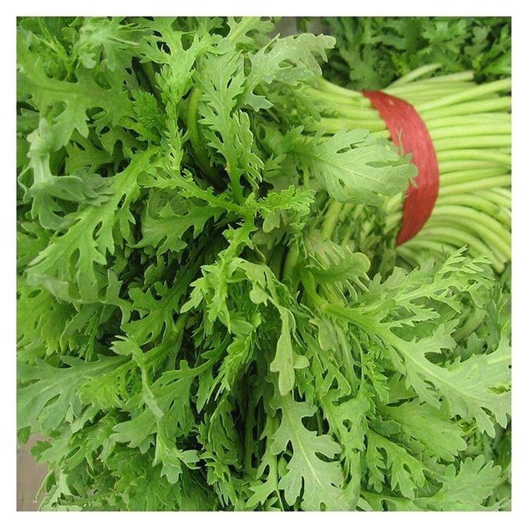 茼蒿种子光杆茼蒿小叶花叶大叶茼蒿种子阳台盆栽农家蔬菜种孑子籽 l光