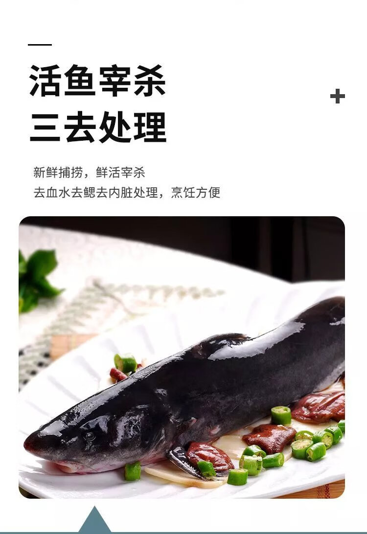 鲜活淡水大鮰鱼钳鱼烤鱼半成品食材火锅餐饮 500-600g 5条【图片 价格