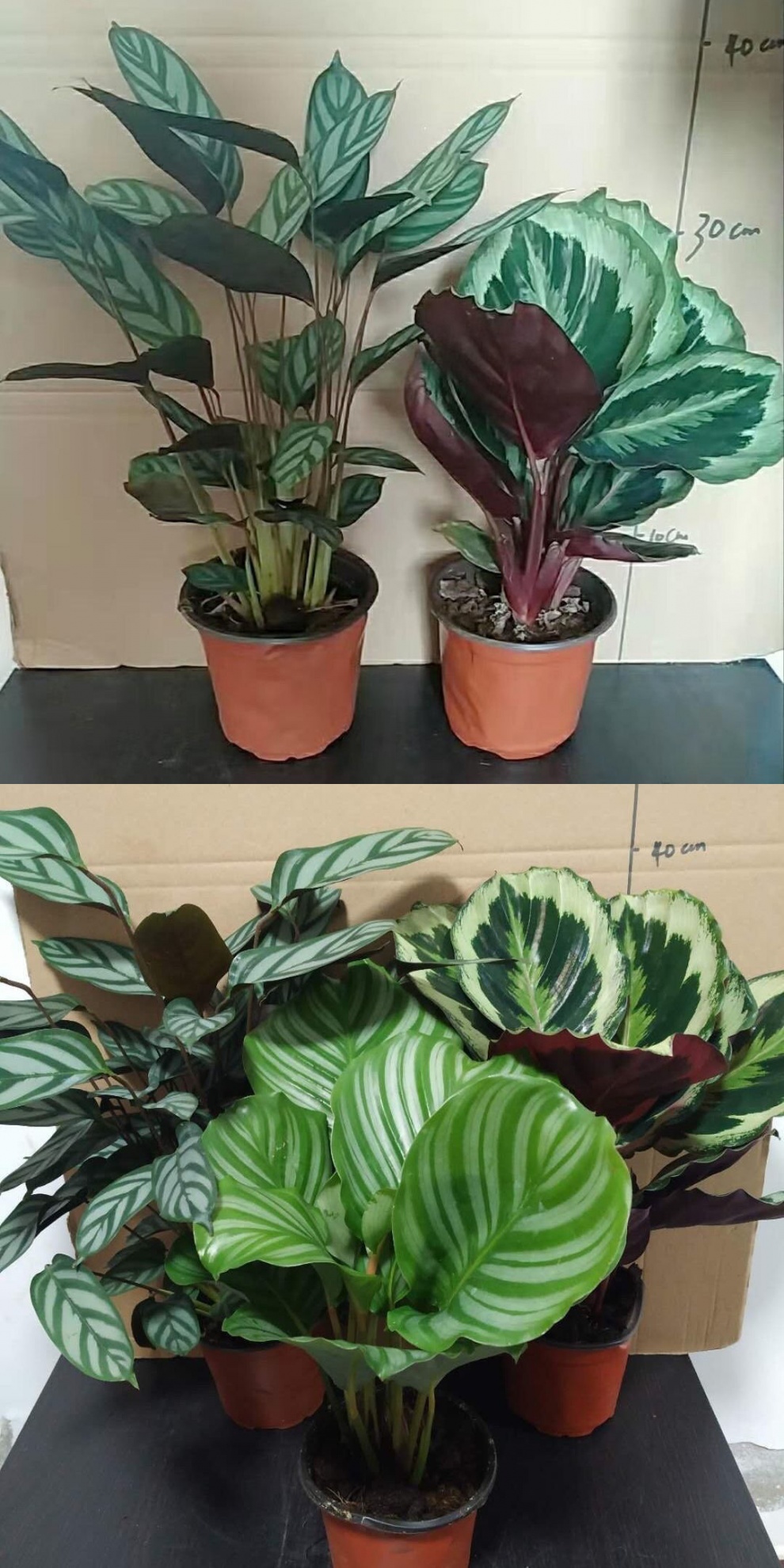 新飞羽竹芋盆栽植物苹果之星竹芋孔雀竹芋绿植盆栽 飞羽【高40cm左右