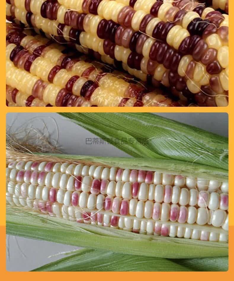 苏北花糯玉米彩色紫色新鲜现摘农家甜糯玉米生水果玉米棒带皮整箱 五