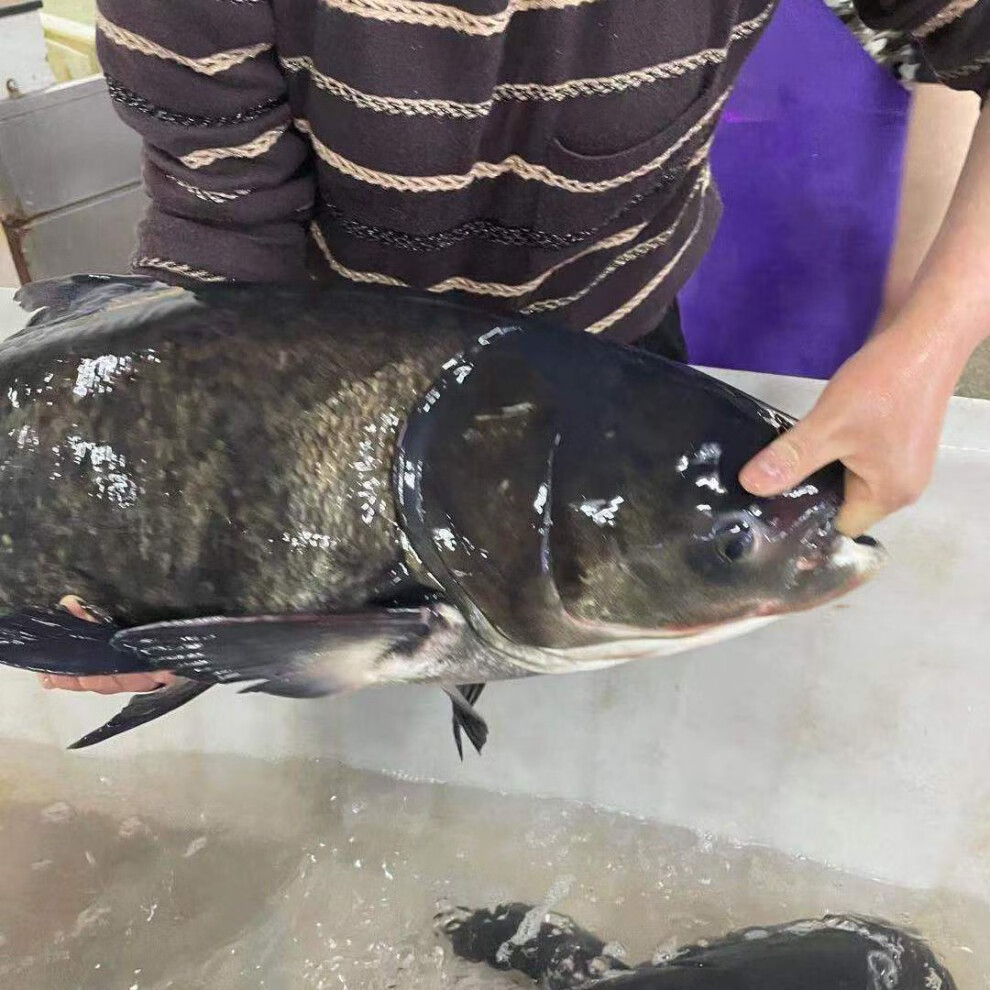 千島湖花蓮胖頭魚鮮活大頭胖頭魚生態魚整條魚頭淡水魚冷水魚 千島湖