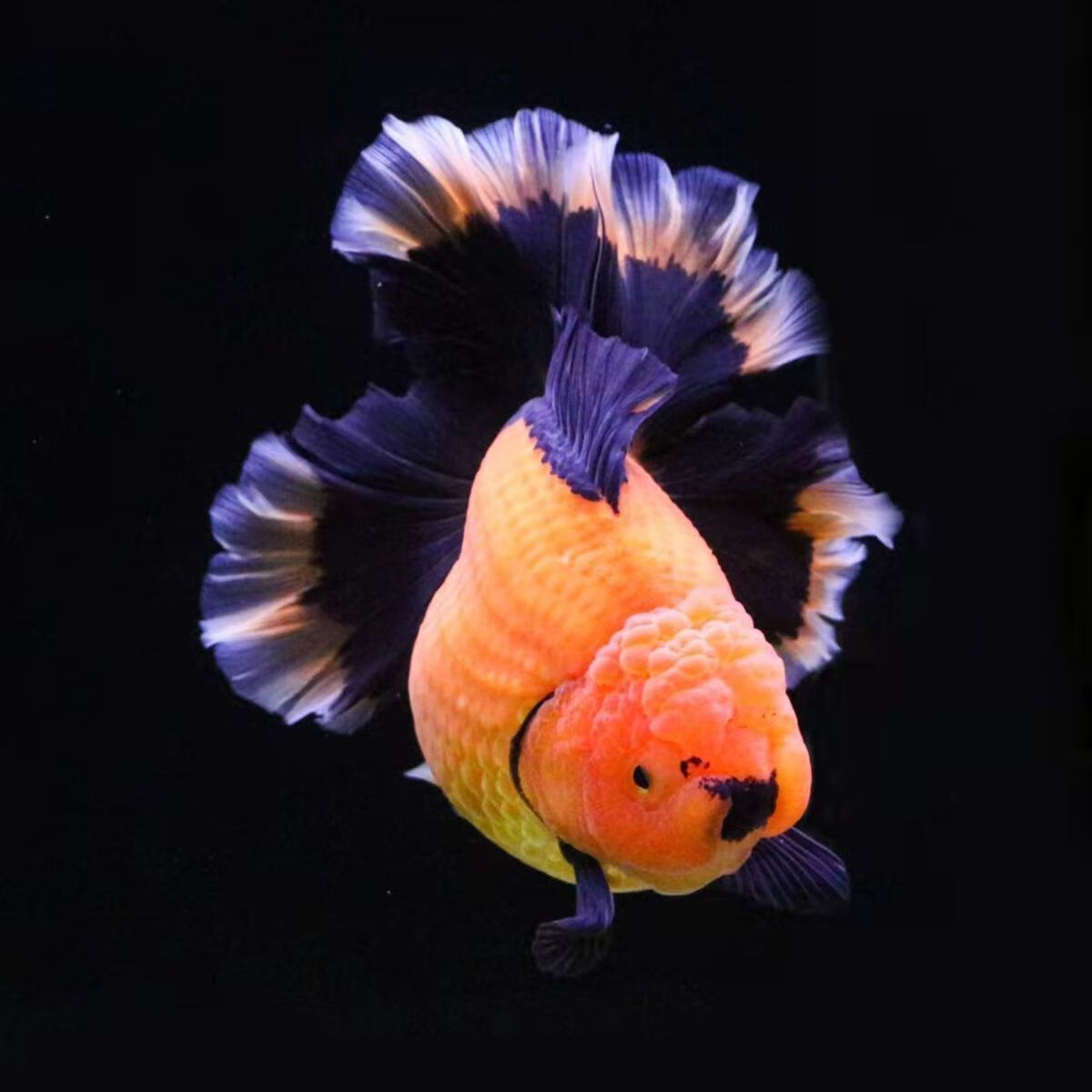 精品百褶泰狮金鱼冷水鱼耐活自来水耐寒宠物金鱼观赏鱼招财活鱼 精品