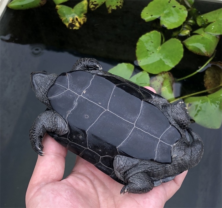 全黑墨龟纯种顶墨半黑腹草好养的小乌龟苗活物体游戏水宠物镇宅龟
