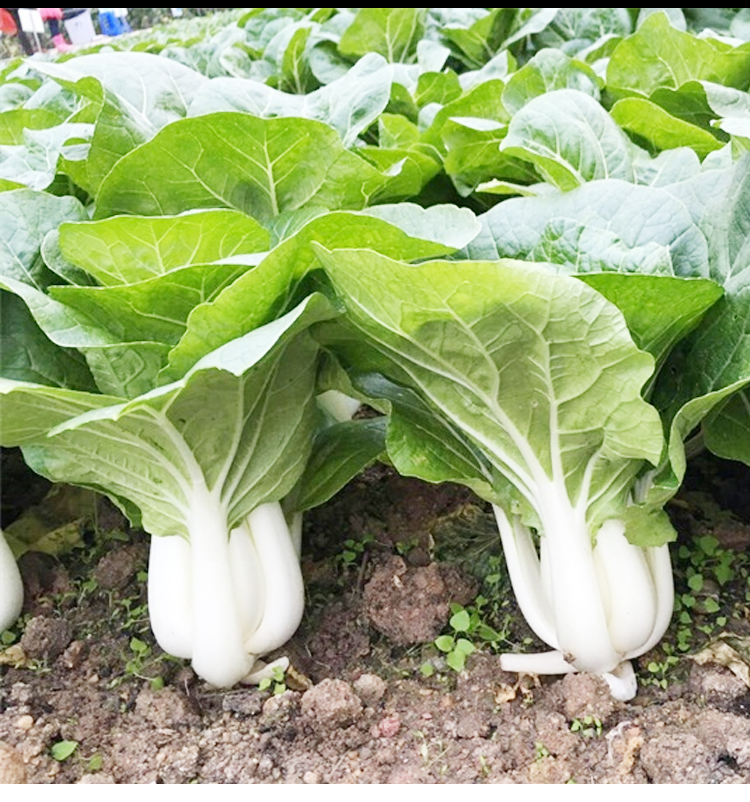 香嫩奶白菜种子日本武藏野进口春四季矮脚小白菜大面积青菜种籽孑 有