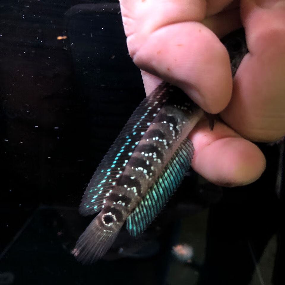 观赏鱼南鳢彩虹雷龙鱼七星鱼雷龙鱼苗冷水鱼活体彩虹雷龙活体彩虹雷龙