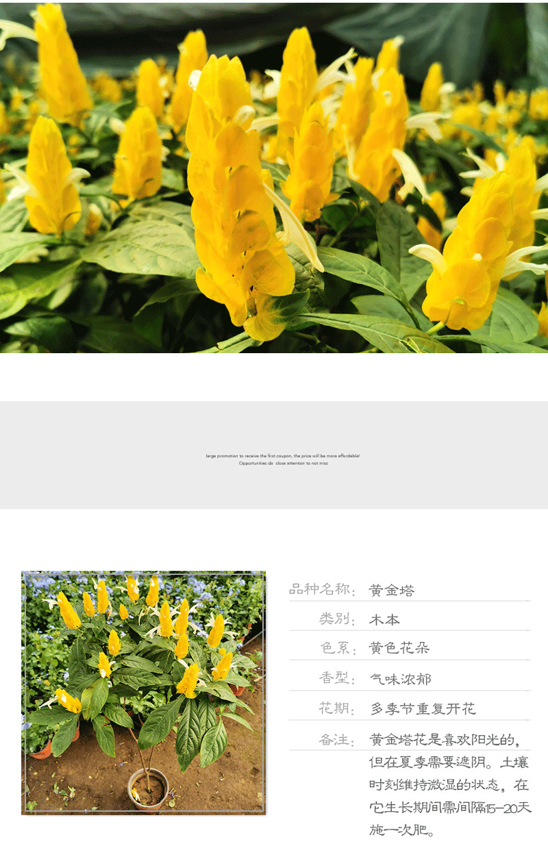 黄金塔花苗黄金宝塔花苗阳台盆栽黄虾花黄虾衣花四季开皇后金苞花黄金