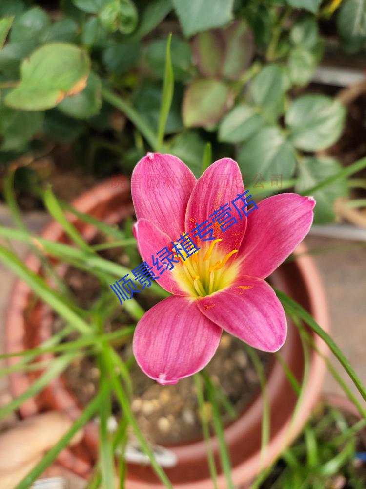 蔥蘭花苗韭蘭風雨蘭種球花卉蔥蓮多年生耐寒四季播種庭院綠化花苗