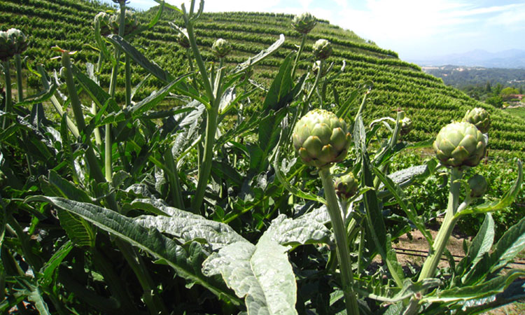 媚调 园 新鲜洋蓟 朝鲜蓟 artichoke法国百合 网红潮流当季稀缺蔬菜