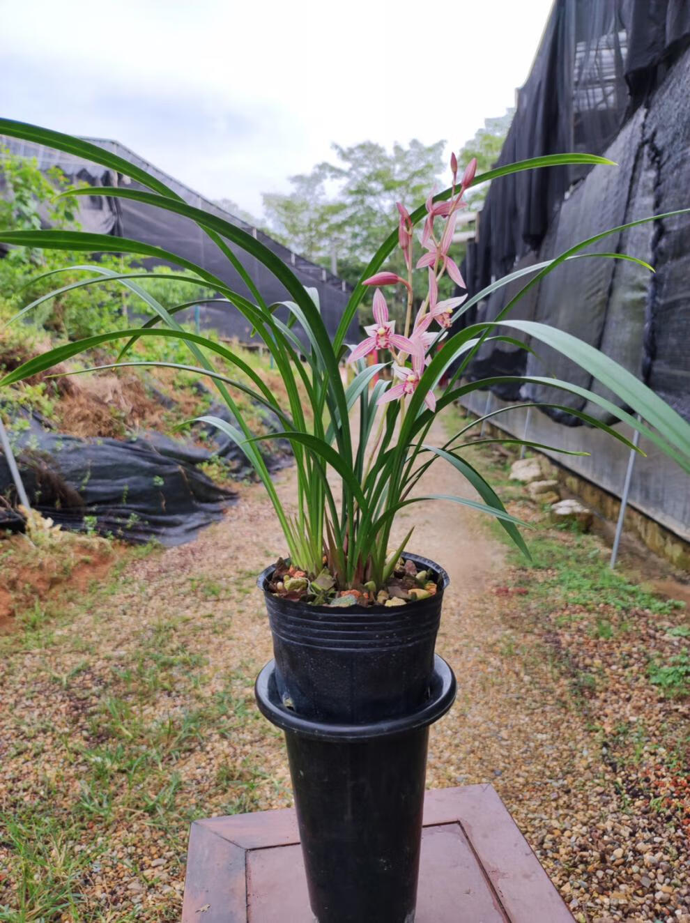 全部带花苞发货 老种 建兰铭品市长红兰花苗四季兰红花夏季带花苞植物