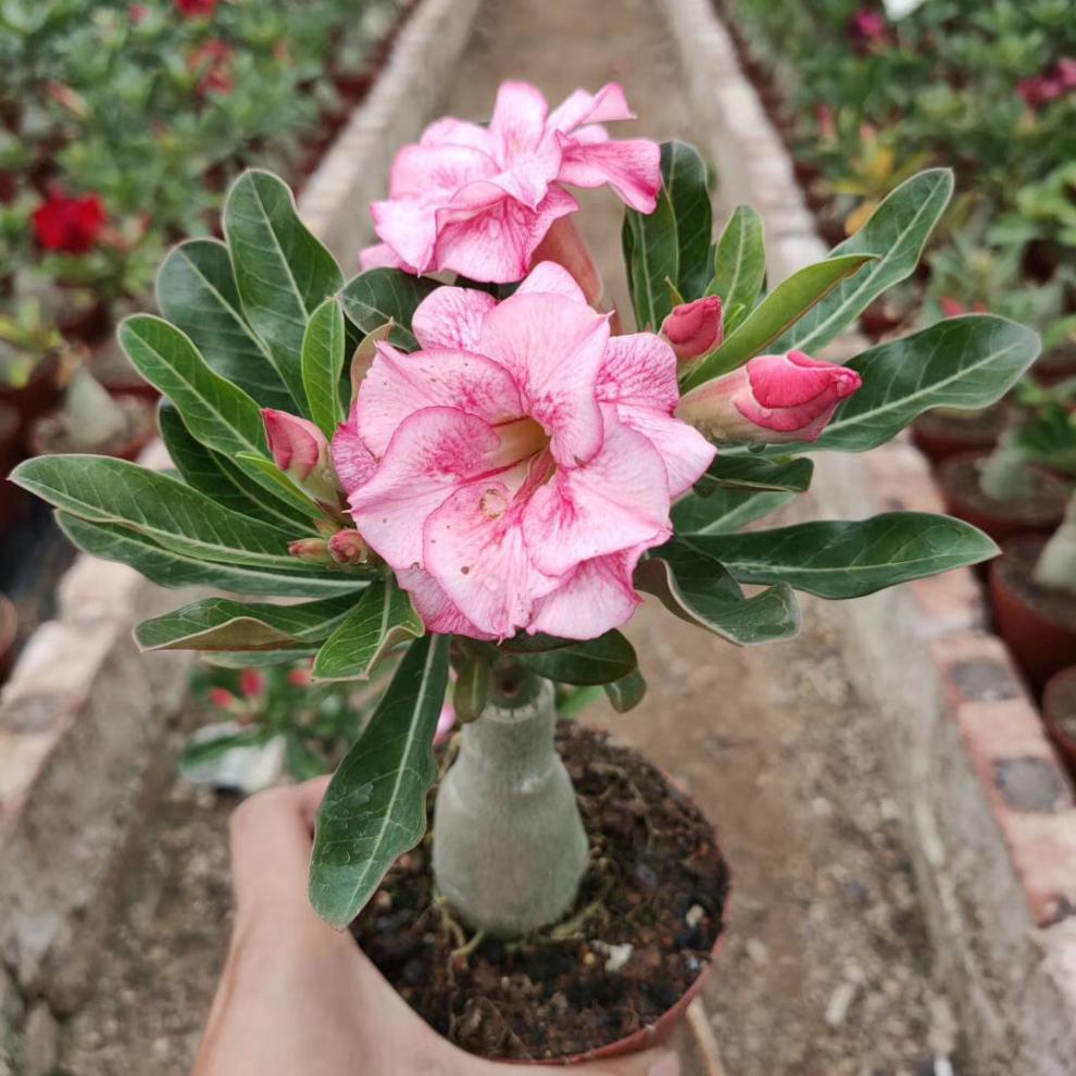 中梦 绿化庭院 室内美化 重瓣沙漠玫瑰盆栽 多肉植物 嫁接老桩多色