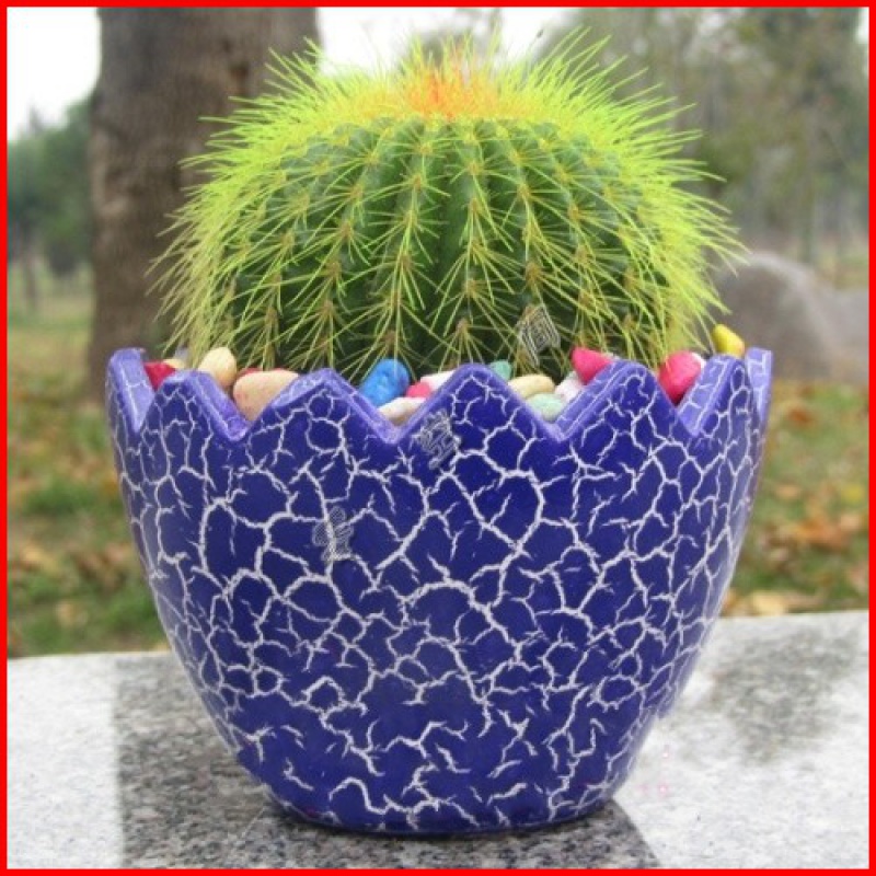 仙人球 仙人球套餐/仙人掌 仙人球 碧光环植物 仙人球 蓝色盆 带盆栽