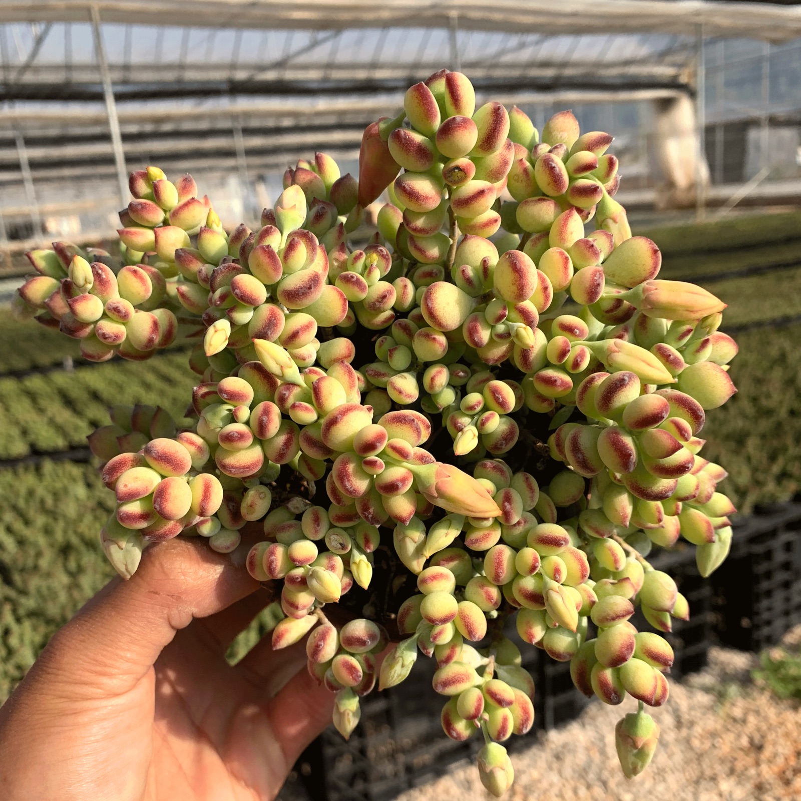 多肉植物达摩福娘多肉肉办公室内植物绿植状态好超大老桩香味多肉 11